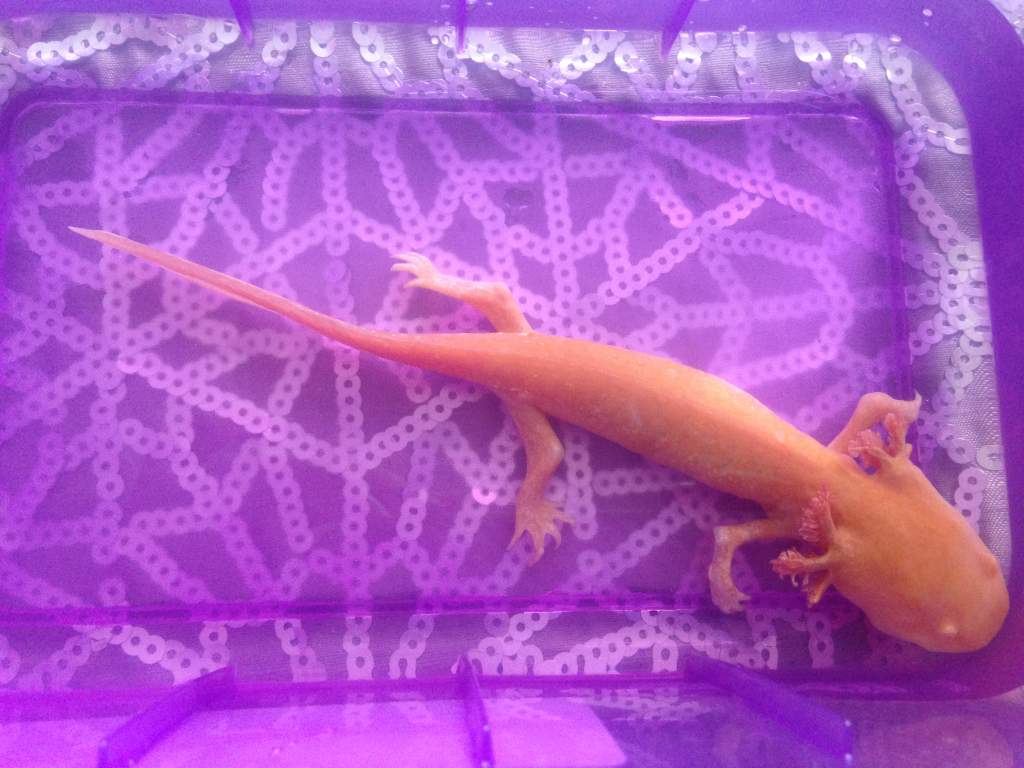 Angel- 29th April - having her salt bath. looking alot better in colour then the photo of her on the 23rd/april.
She ate last night- 28th/april for th