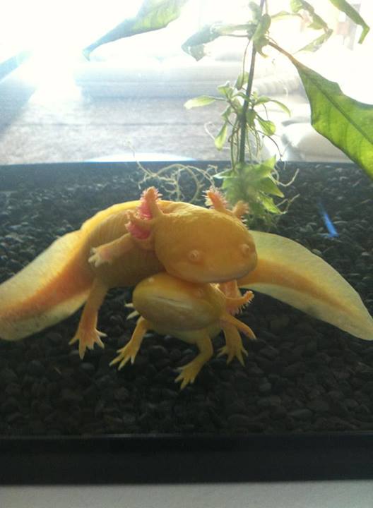 Angel being silly and swimming into her sister Bella :>