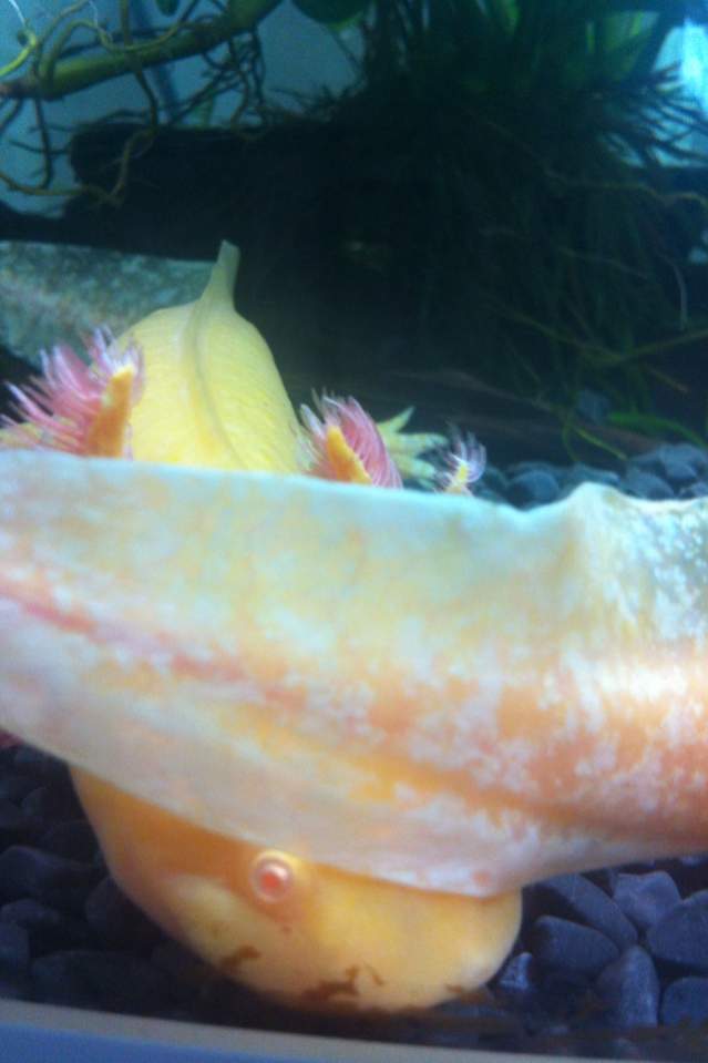 Angel being super cute and shy and looking at me under her sister Bella's tail