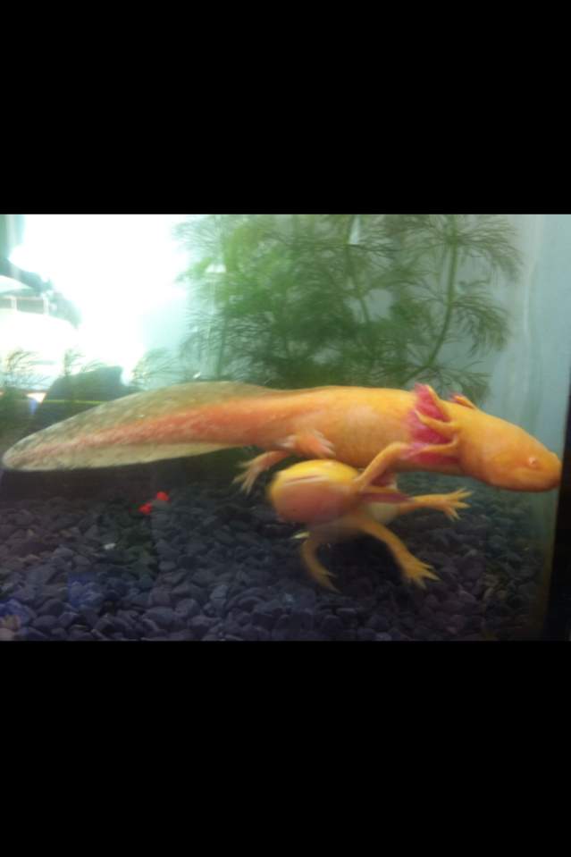 Angel climbing her Bella and knocking her over... how on earth Bella put up with Angel i'll never know.. that sisterly love <3- first tank just after 