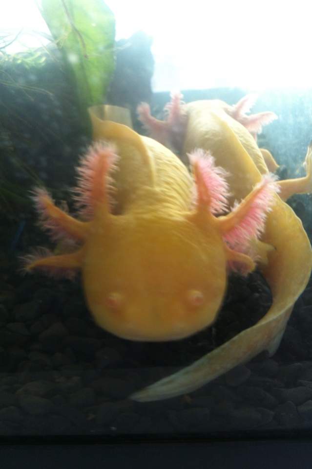 Angel facing camera with Bella facing the other direction- how they used to sleep- first tank just after i got them