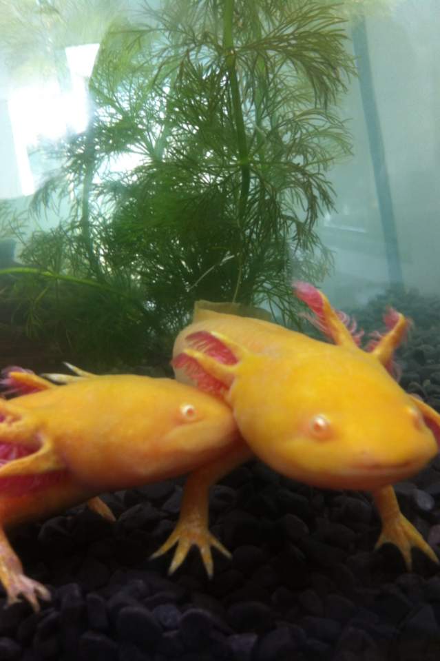 Angel giving Bella a kisson the cheek :) -first tank just after i got them