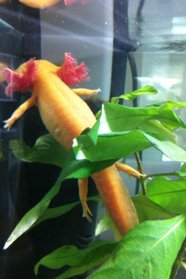 Angel- Golden Albino Axolotl- 16cm(?)
prior to december 2013