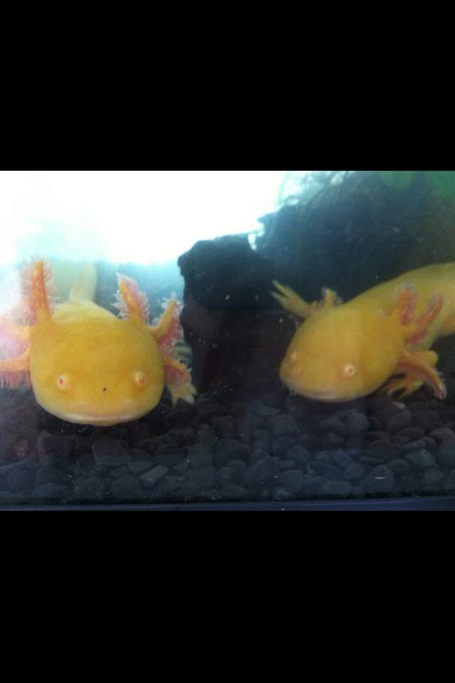 Angel on left and Bella on right- first tank just after i got them