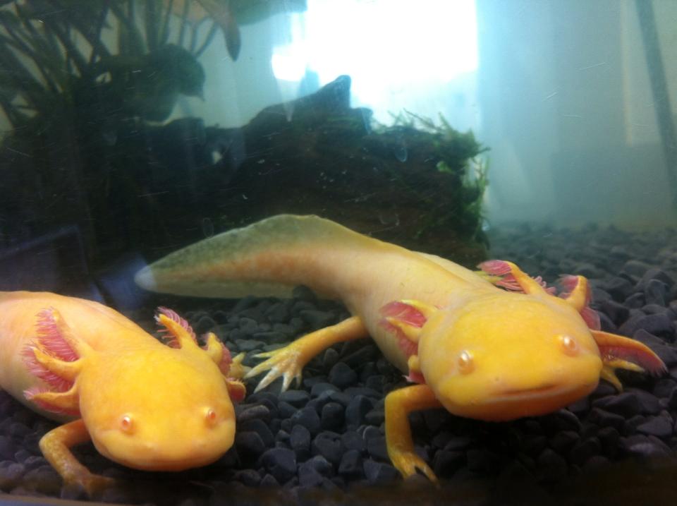 Angel on left & her sister Bella on right (Bella passed away 14/04/14 due to mystery illness)