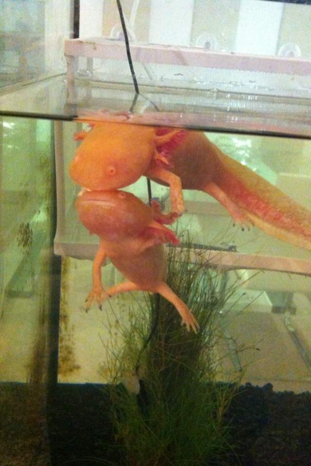 Angel on top with her sis Bella