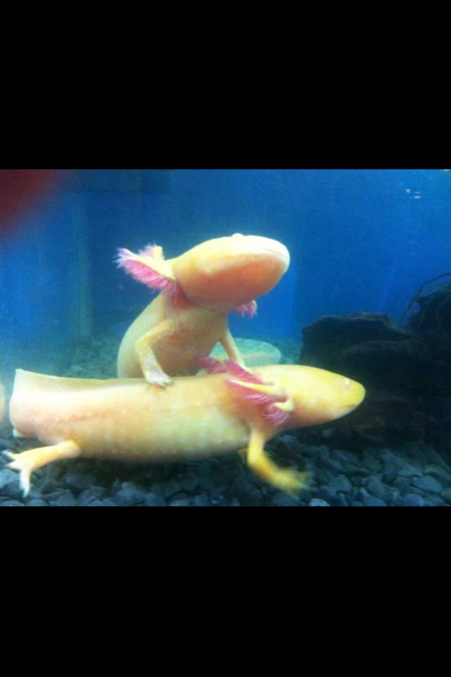 Angel ontop climbing on Bella