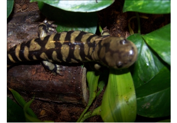 Angelica, my female tiger salamander. She is 9 inches long.