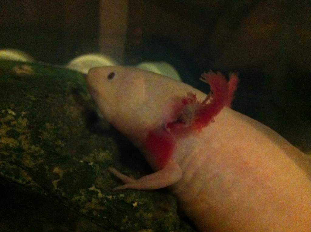 Angels gills getting bad!! Her feet are getting red too!!
