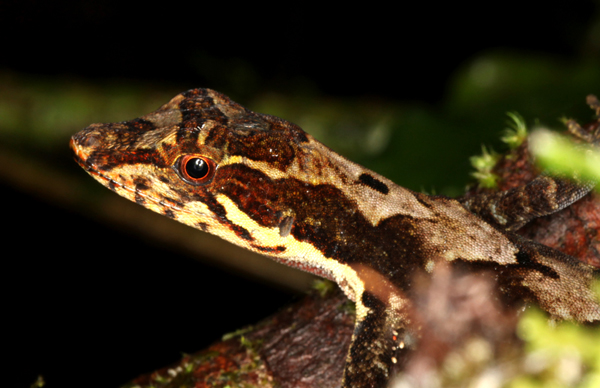 Anolis intermedius - Gray Lichen Anole (pure guess)