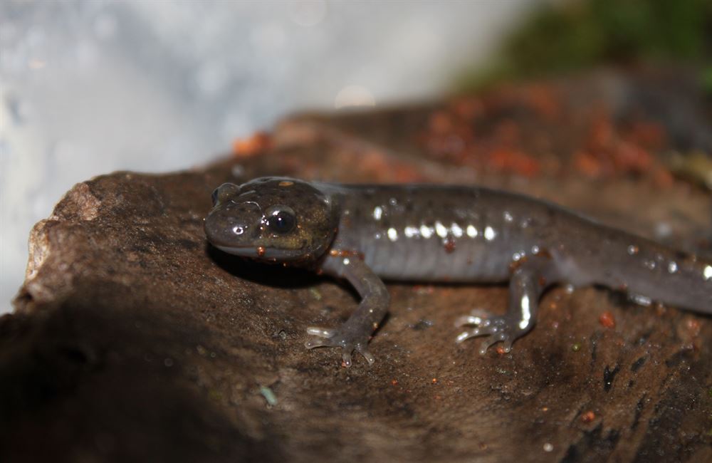 Another close up on my northwestern salamander