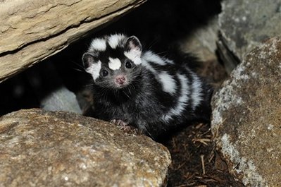 Another irresistible mustelid from the internet...spotted skunk.