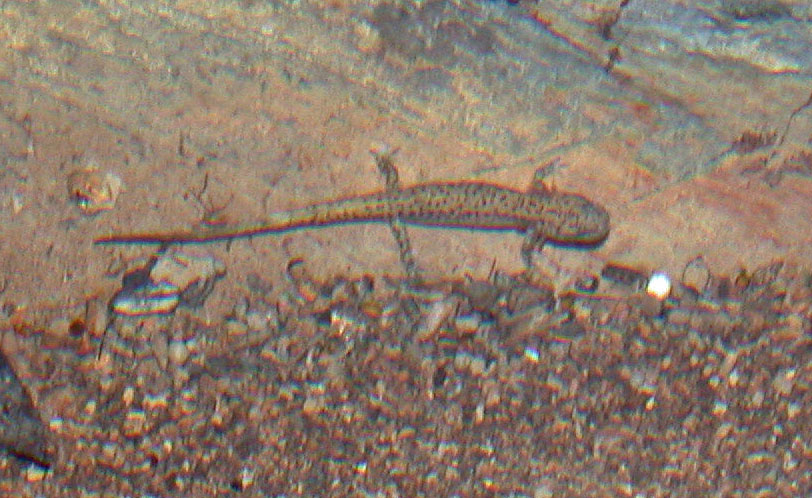 Another larval dark sided