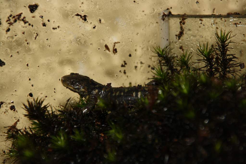 Another picture from the second day I had them. Ambystoma m. juvenile
