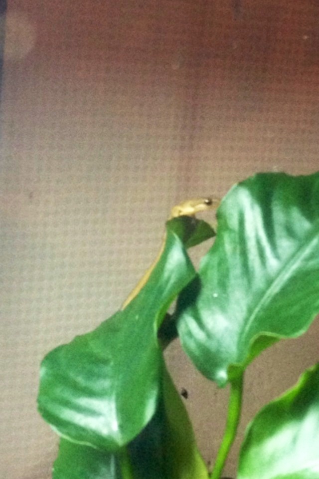 Another picture of Jackie when he Climbs a plant :)