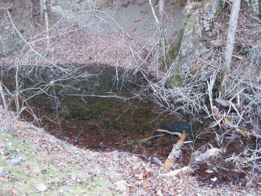 Another vernal pool full of egg masses.