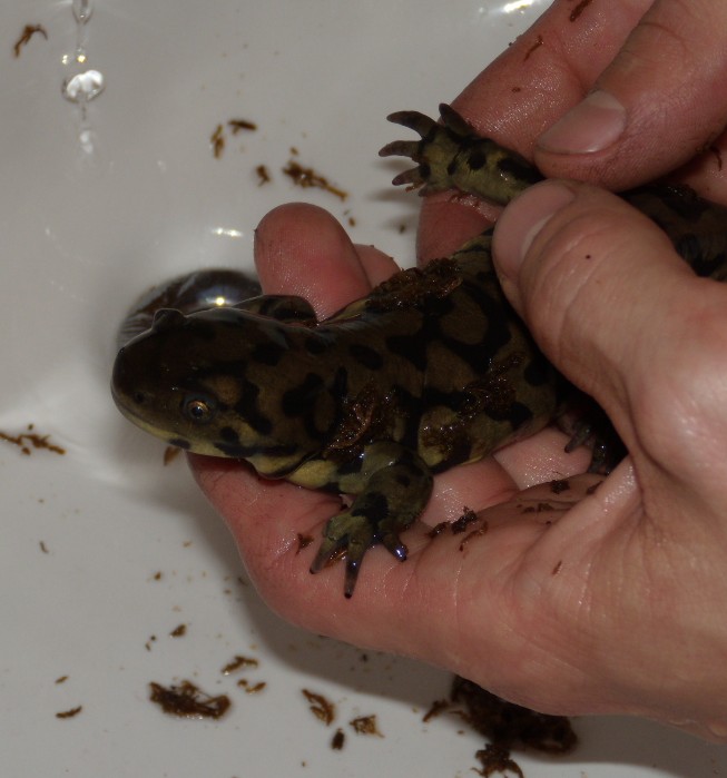 Anyhow might need help in figuring out what Sub species this is... SO any input is good.. 
My thoughts are a Ambystoma mavortium diaboli
Am i correct?