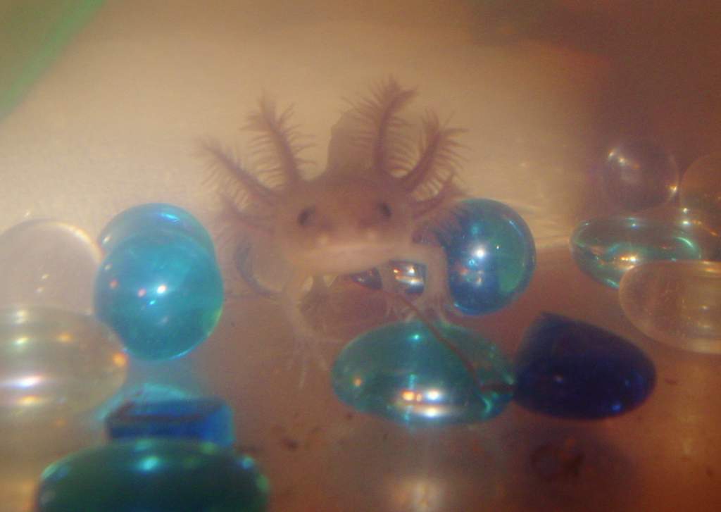 Apep 1 month old ( Melanoid)