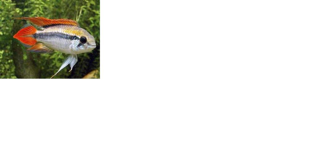 Apistogramma agassizii