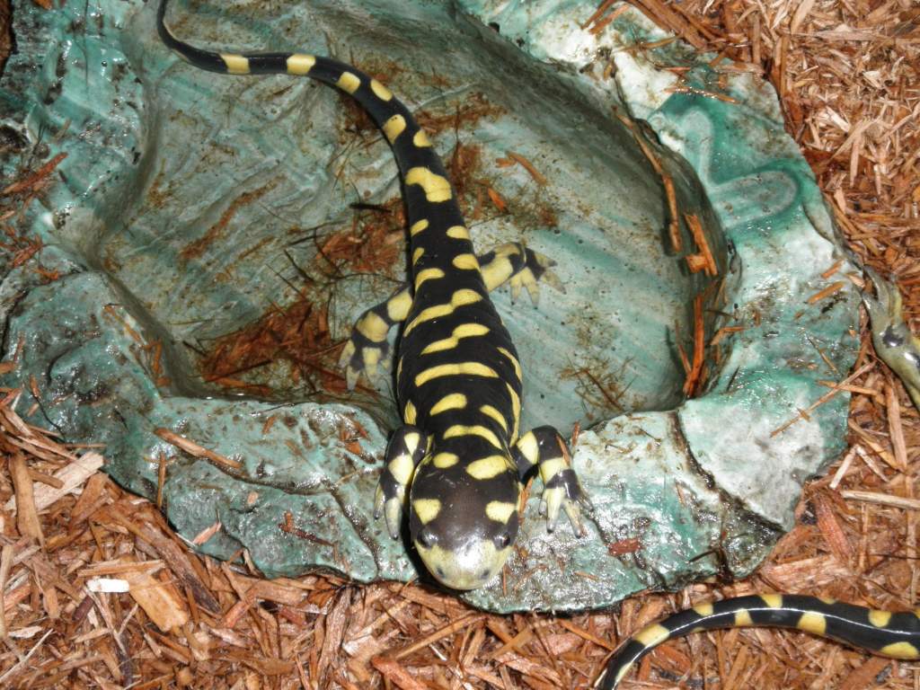 Apollo mad at me for taking pictures.