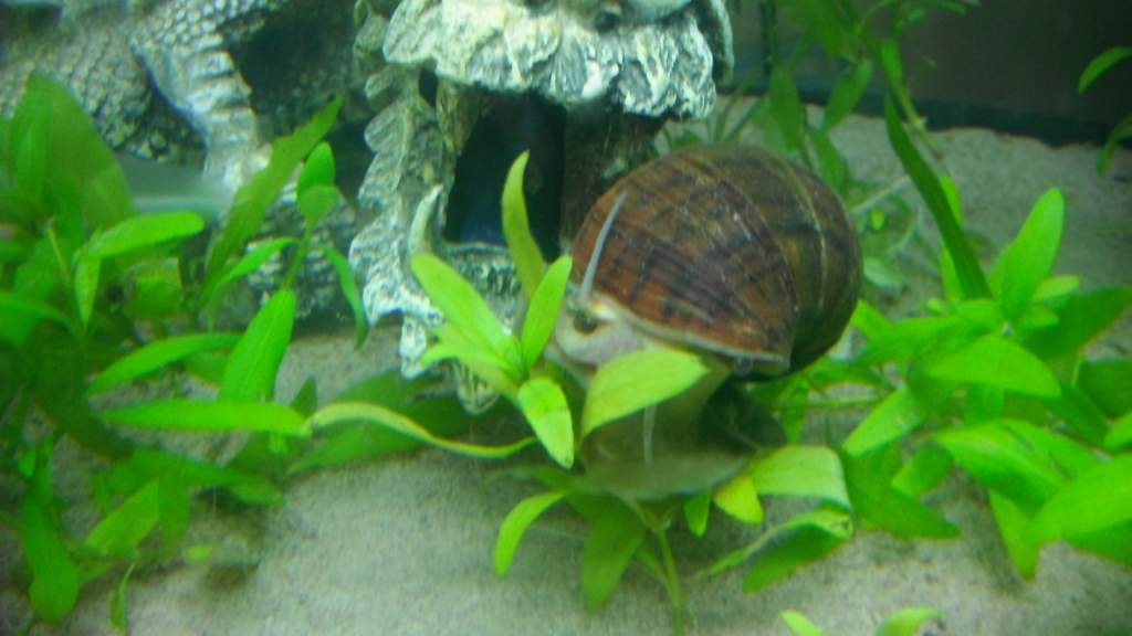 Apple snail named Theodore ;)