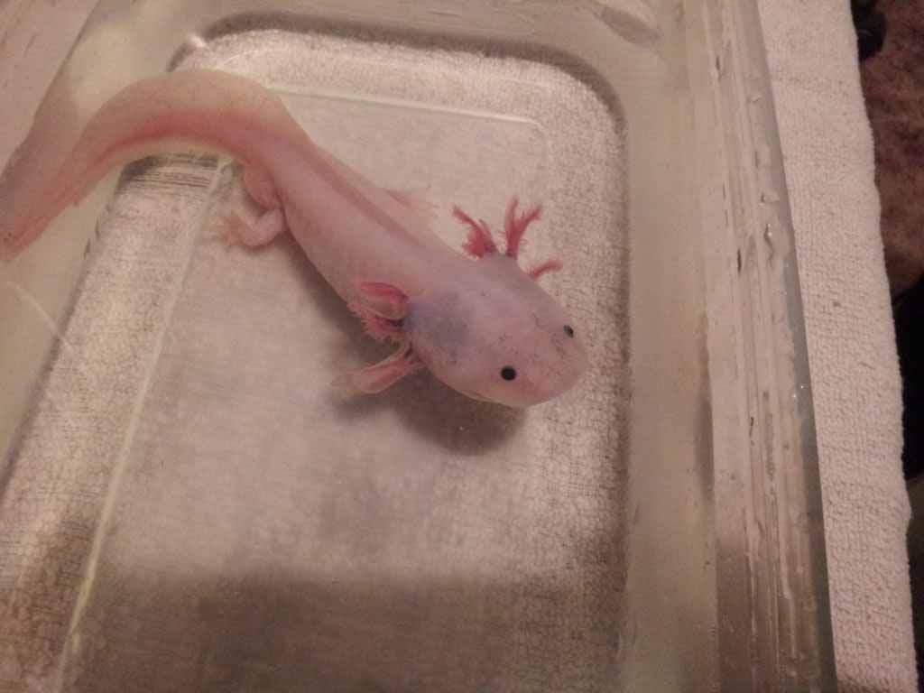 April 14, 2012

Marinus was having a bad day. The tips of some of his gills turned white and fell off. This worried me. So I put him in the refrigerat