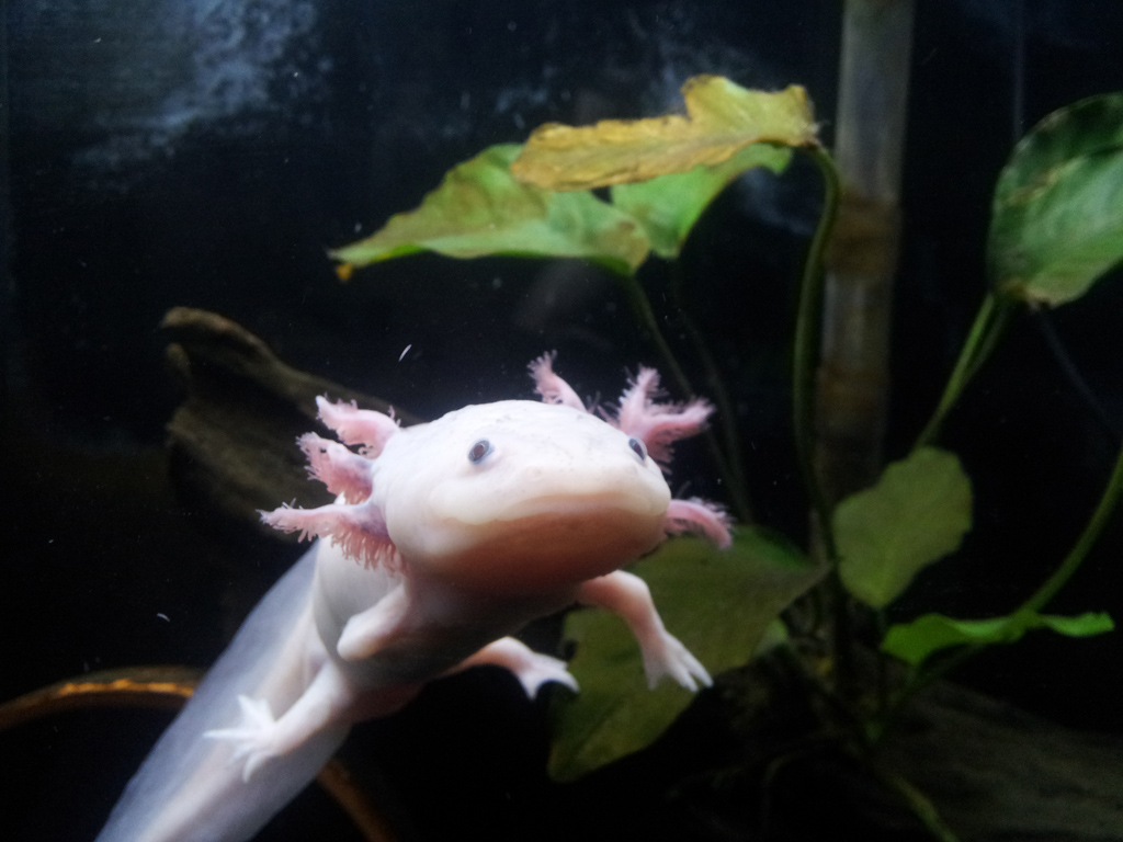 April 23, 2012

Five months later. In this photo, the lameness of Marinus' upper-right arm is more clear. At he swims, he would tuck it by his side an