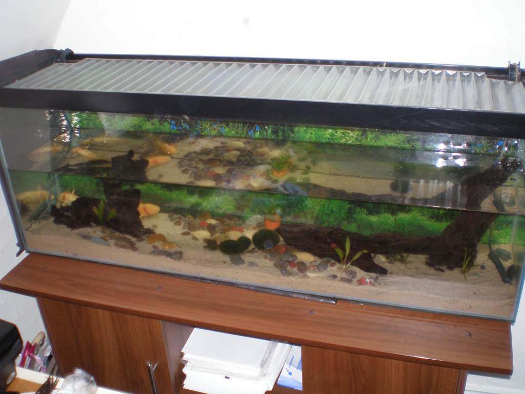 aquarium1