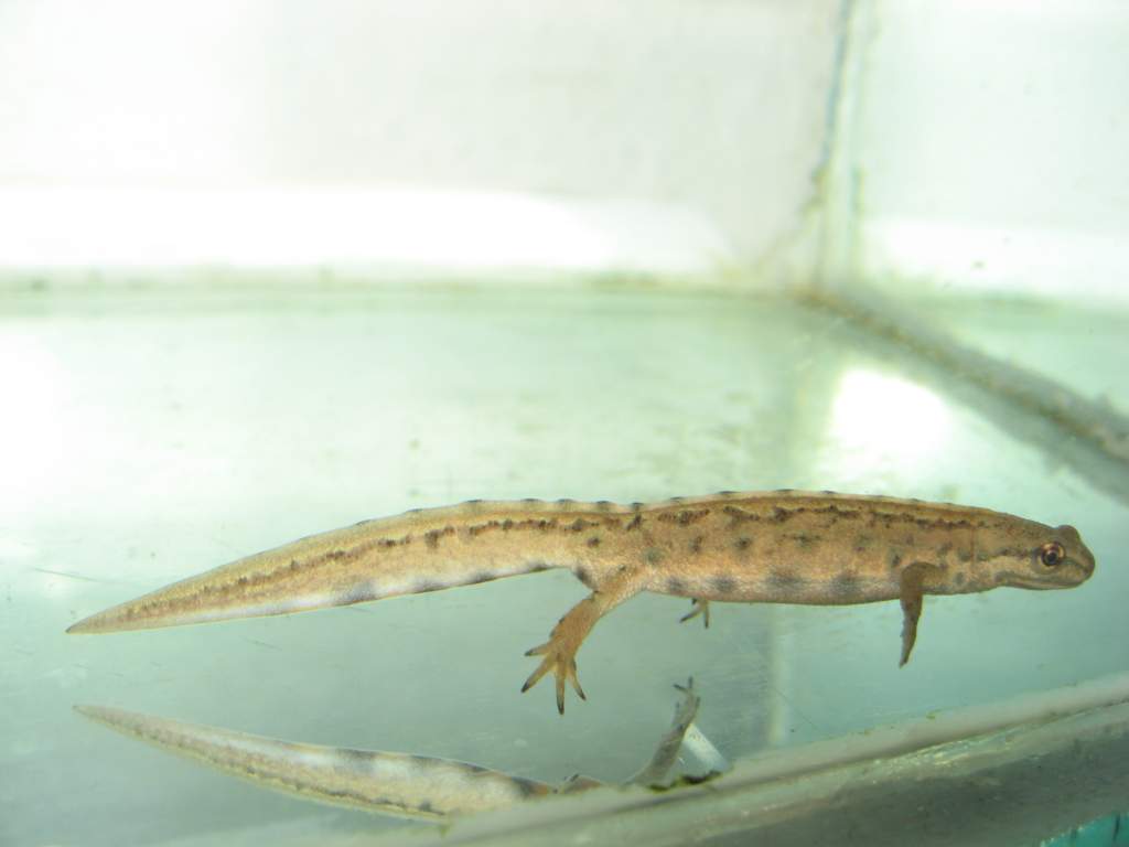 Aquatic juvenile L vulgaris