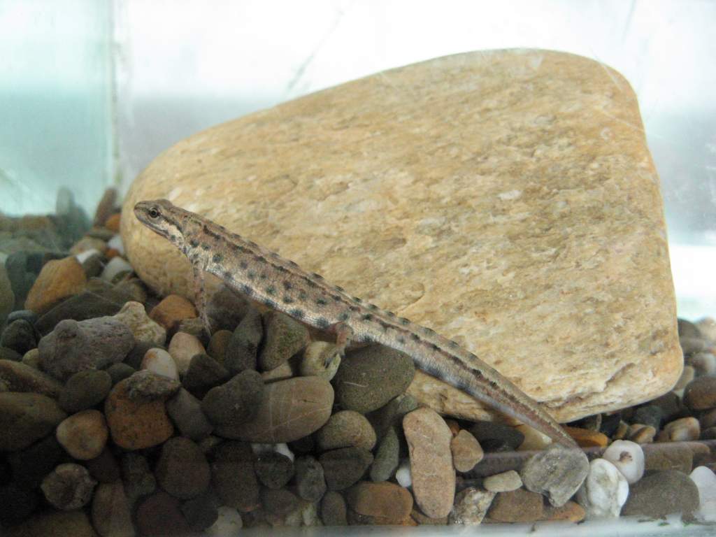 Aquatic juvenile L vulgaris