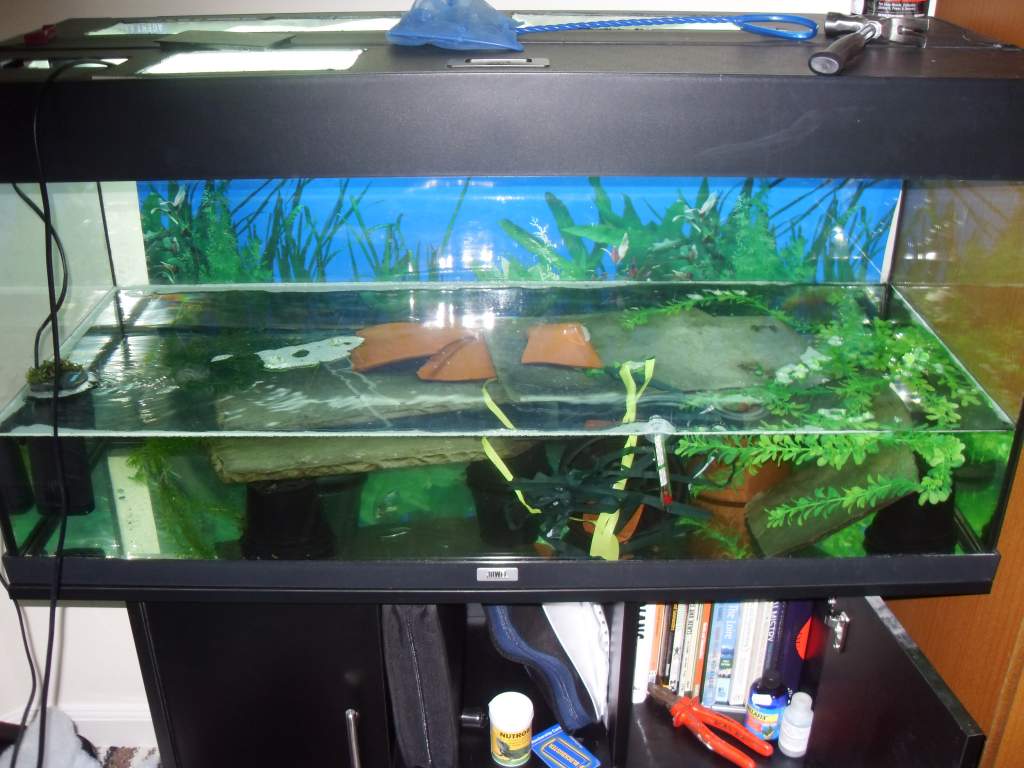 aquatic verrucosus setup