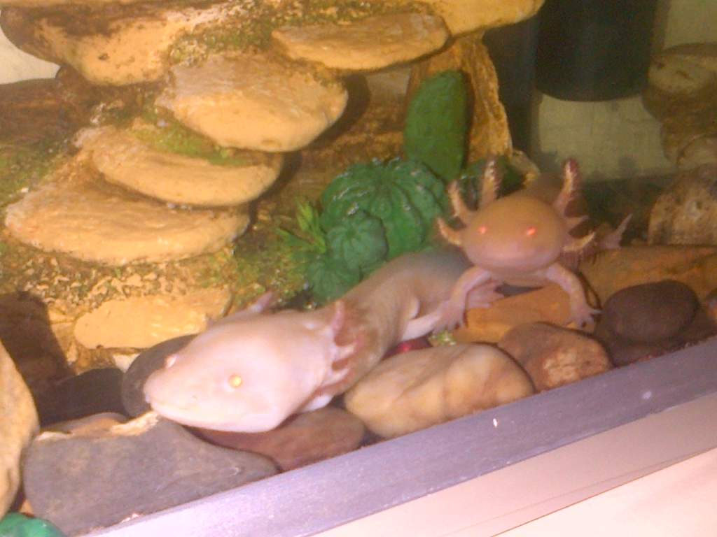 Aristoitle and albino karen unfortunately the two albinos and black male were rescued they were terribly thin and kept disgustingly they are doing wel