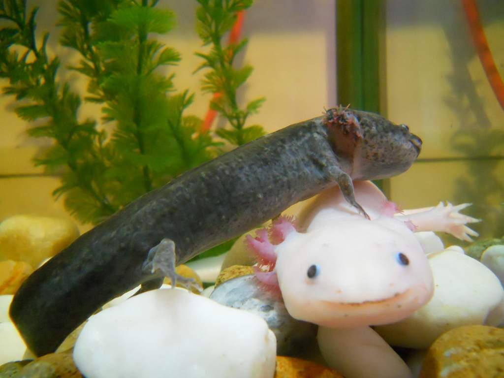 Aristotle Axolotl and albino female, Tenedor. ♥