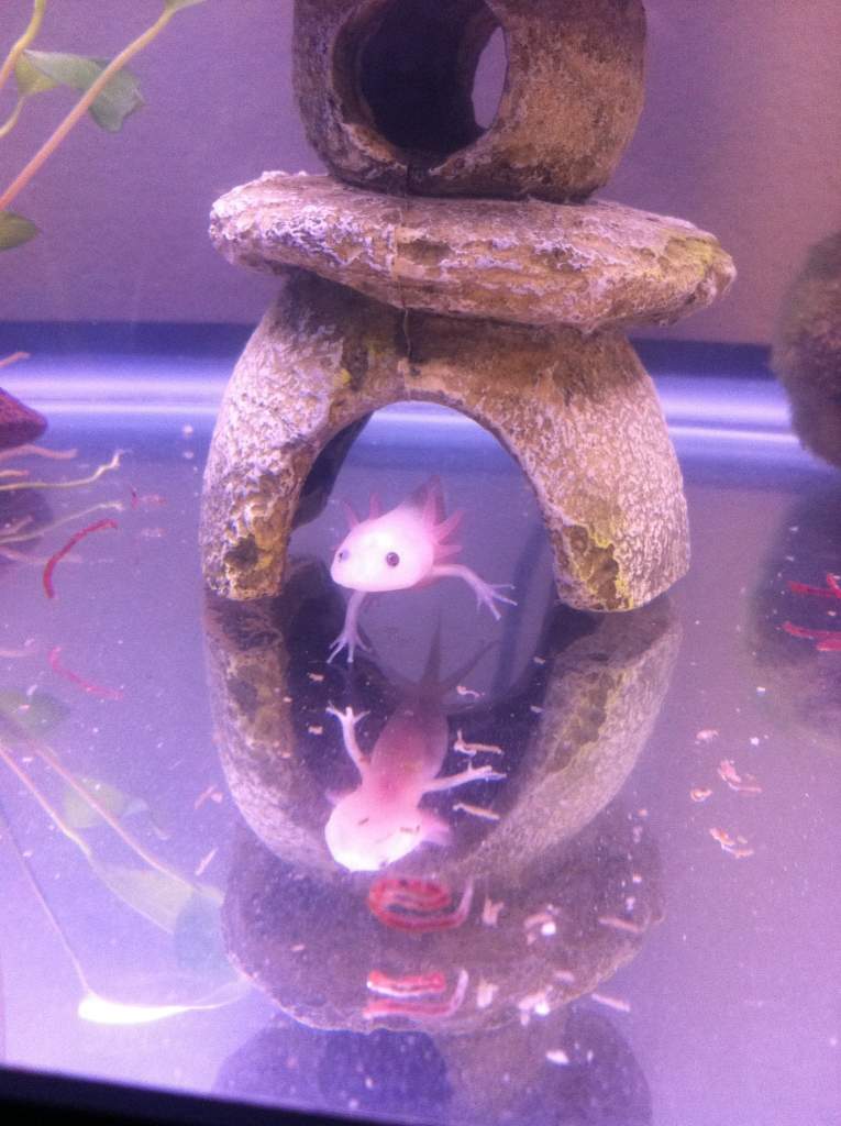 Aristotle does a handstand!

Taken on Nov. 9 2011