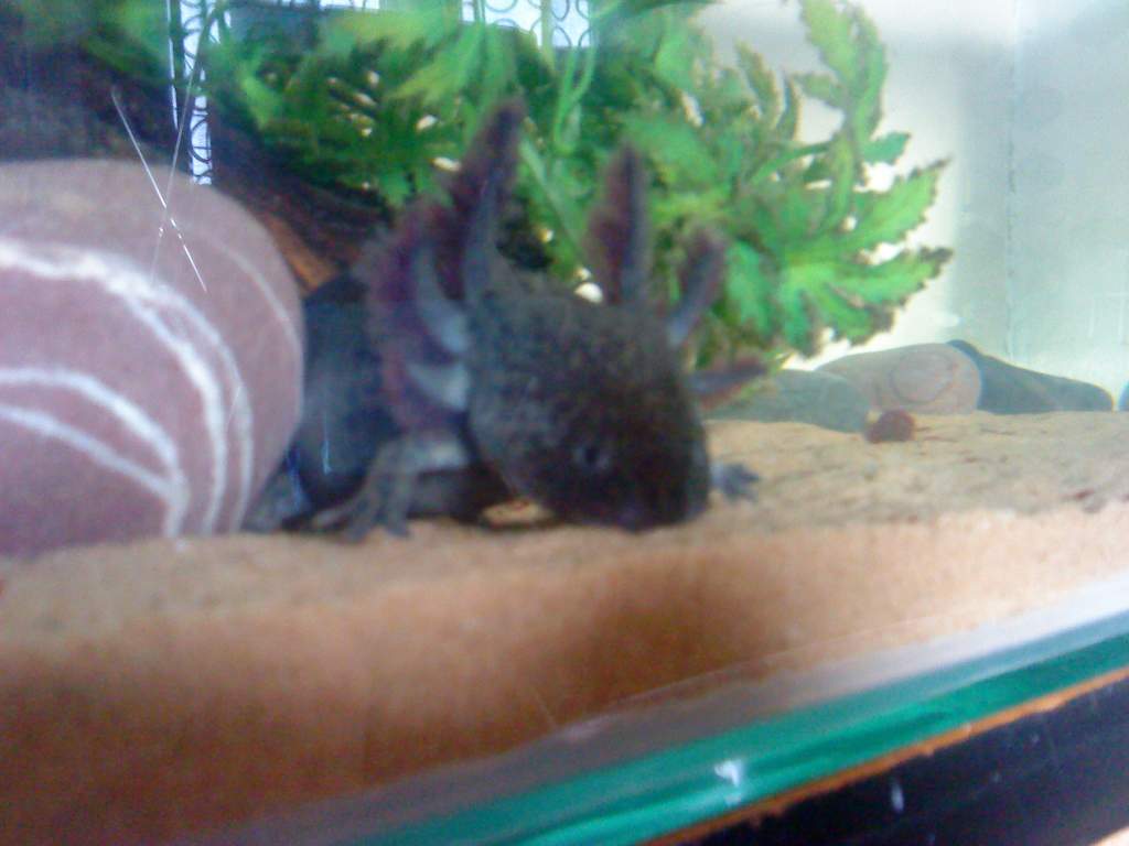 arnie1