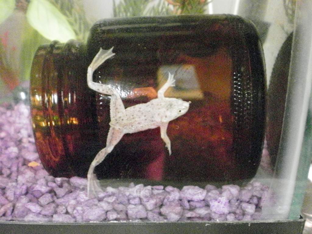 Arnold, african dwarf frog- an impluse buy at petco. :)  He was lonely and was doing a mating call for a few weeks so I finally relented and got him a