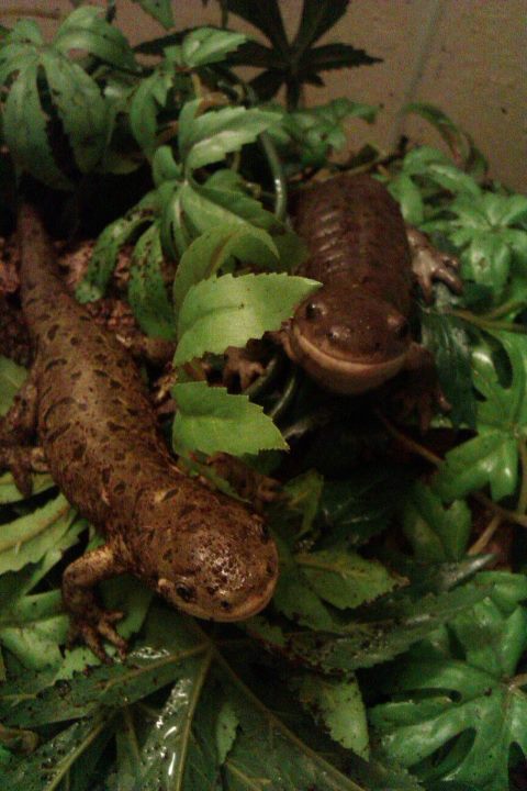 Arnold and Rex at feeding time