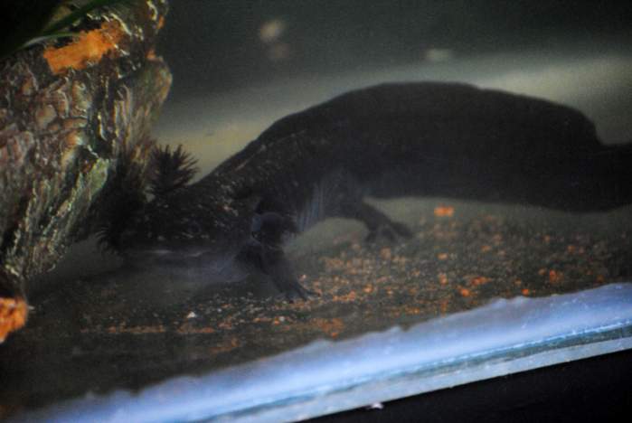 Artemis and stirred food(remnants of me cleaning the tank, filter picked it up)