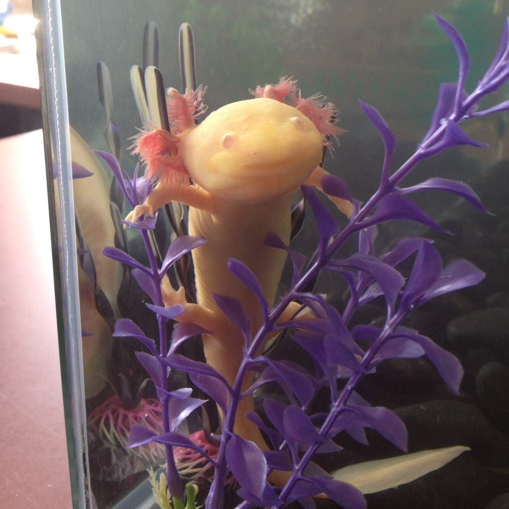 Artemis decides she wants to evolve out of the water, and begins to practise tree-climbing