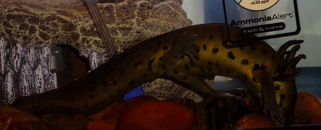 As a larvae. Isn't he cute?