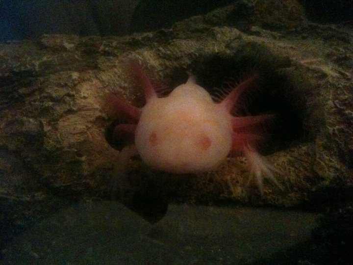 Ashba loving her peek-a-boo :) cuteness!!