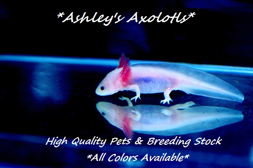 Ashley's Axolotl's