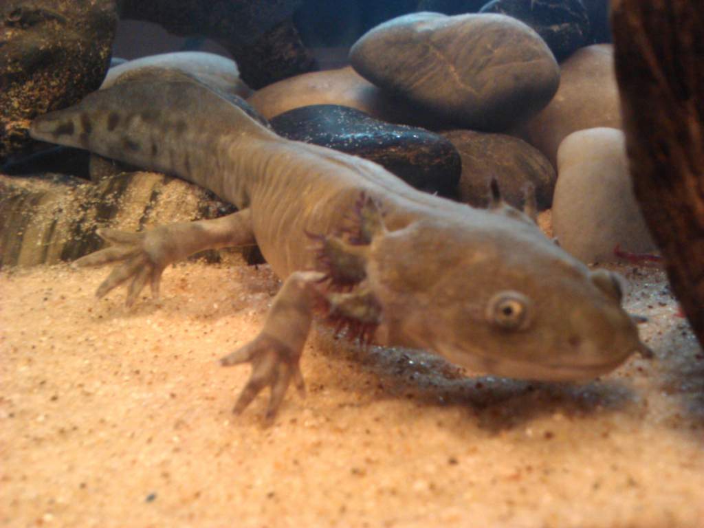 at this point i was noticing his gills and tail geting smaller, and his toes more defined