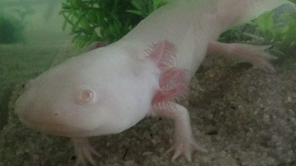 Athena, my oldest axolotl ^.^