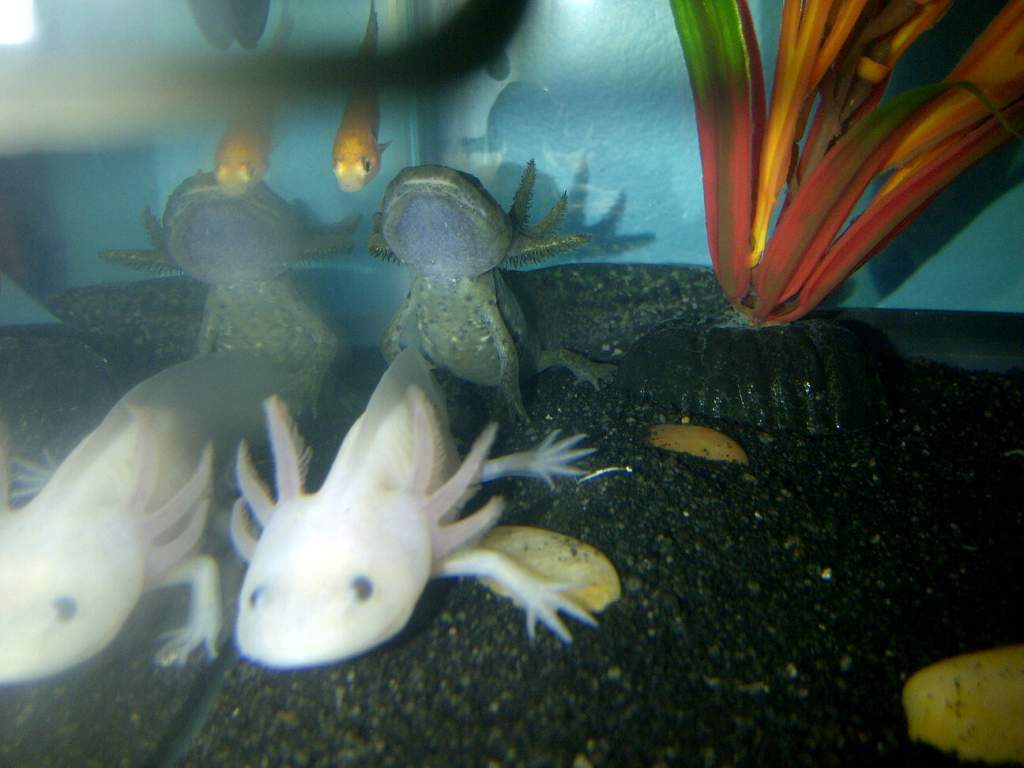 Aurelius; and Icarus is behind gonna eat a fishy! NOM.