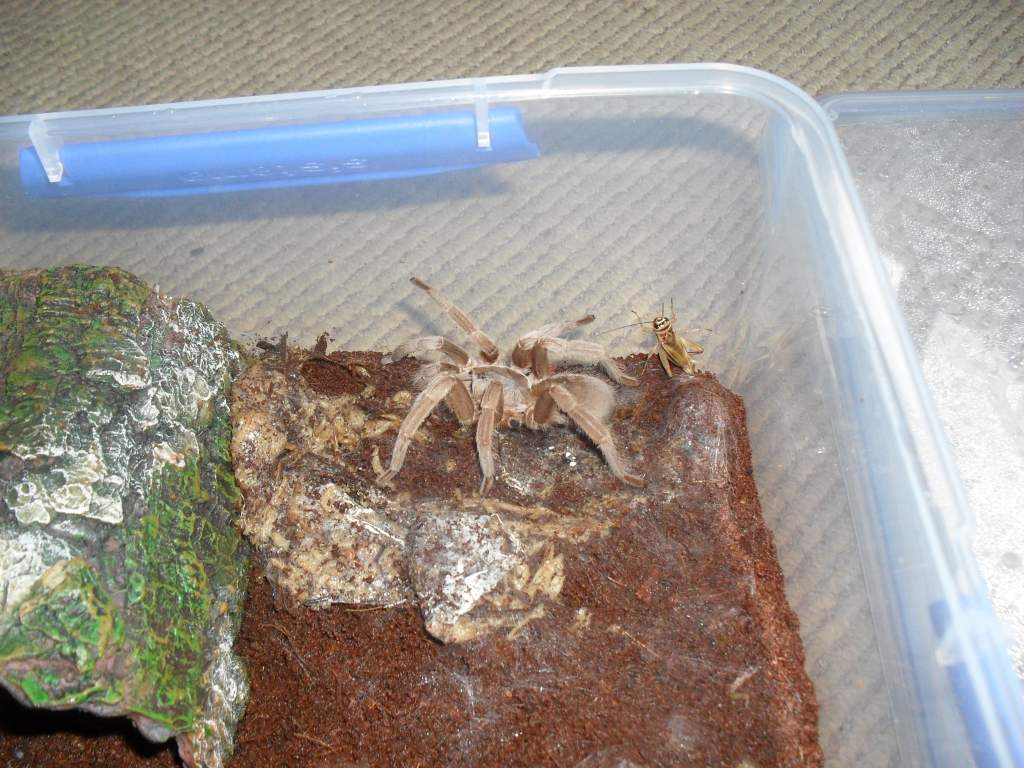 Australian Tarantula, Selenocosmia sp