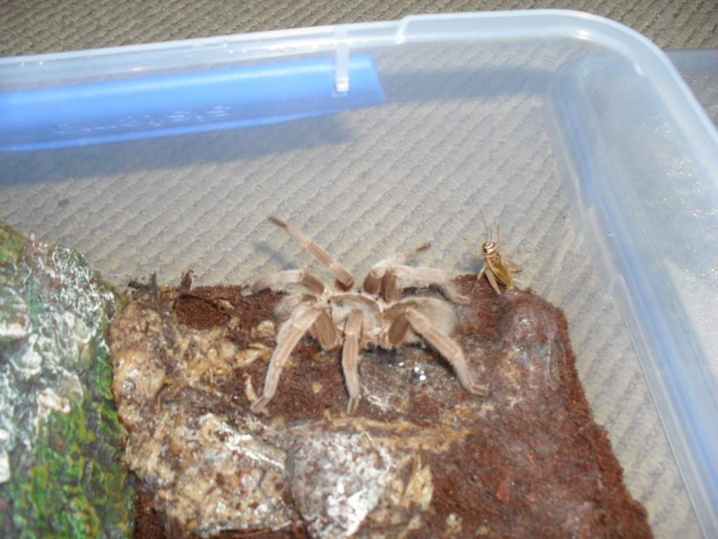 Australian Tarantula, Selenocosmia sp