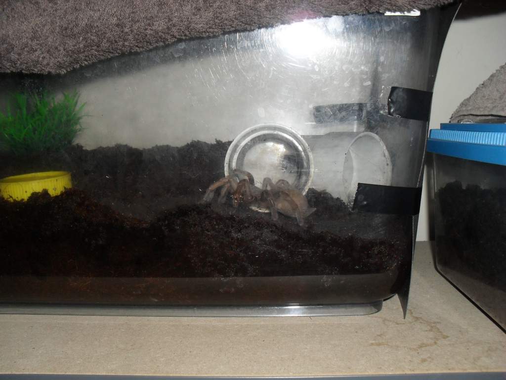 Australian Tarantula, Selenocosmia sp