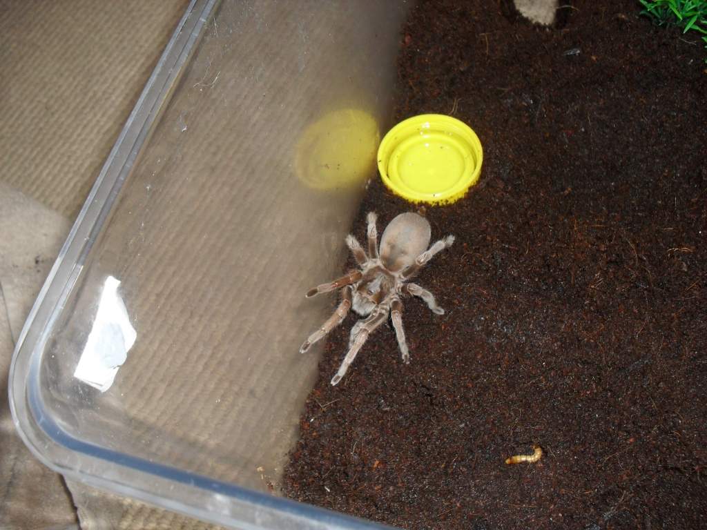 Australian Tarantula, Selenocosmia sp