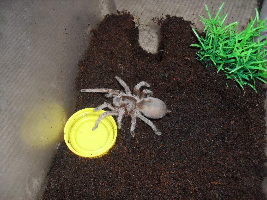 Australian Tarantula, Selenocosmia sp